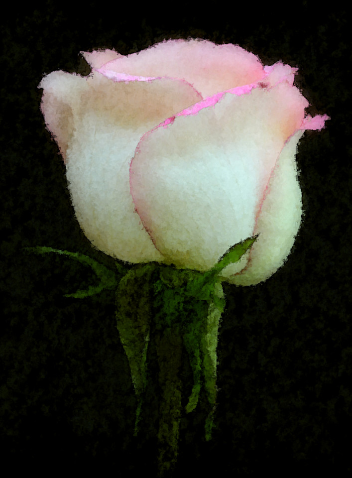 Perfect Rose Art | tommurray