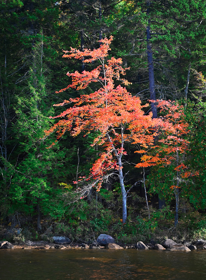 Harbinger Art | tommurray