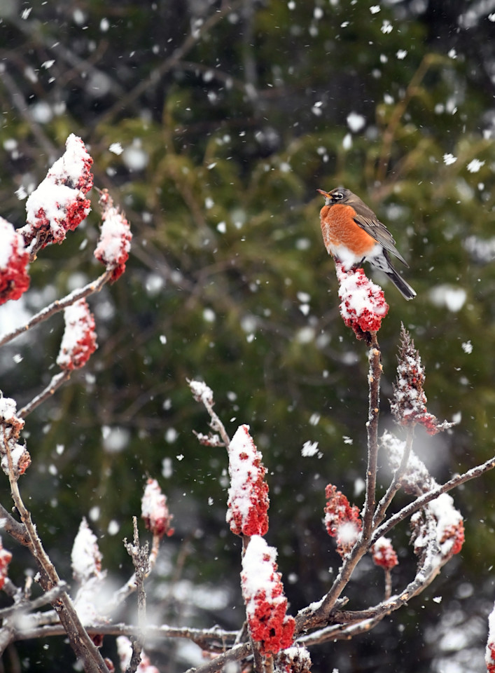 Winter Robin Art | tommurray