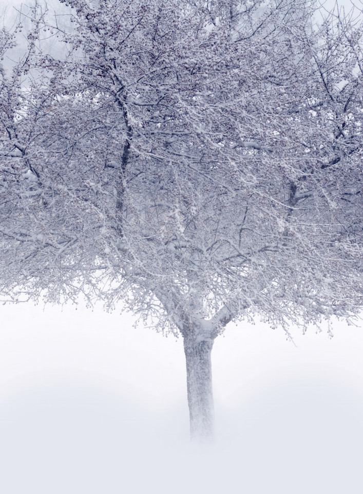 Crystal Tree Art | tommurray