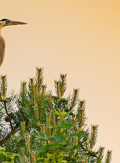 On Watch   Card Photography Art | Steve Rizzi Photography