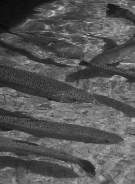 Awaiting The Battle   Card Photography Art | Steve Rizzi Photography