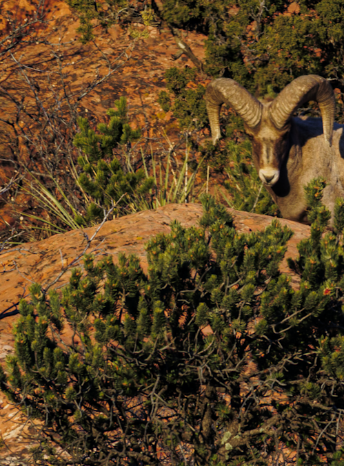 02062025 Gog Bighorn Sheep Jhel5404 Photography Art | James H Egbert's Silver Branch Studios