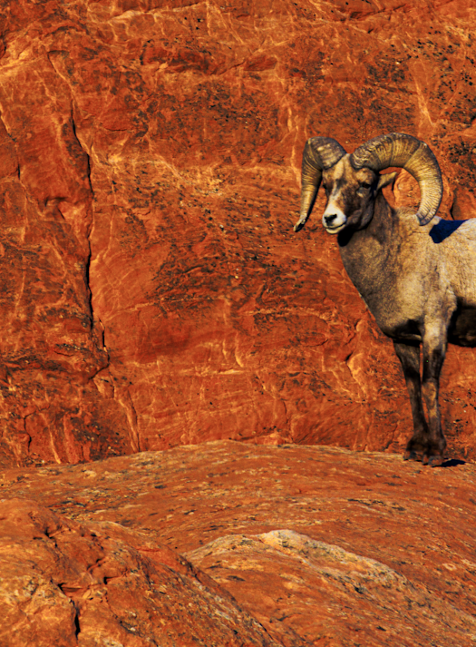 02062025 Gog Bighorn Sheep Jhel5339 Photography Art | James H Egbert's Silver Branch Studios