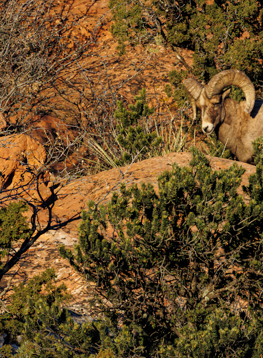 02062025 Gog Bighorn Sheep Jhel5398 Photography Art | James H Egbert's Silver Branch Studios