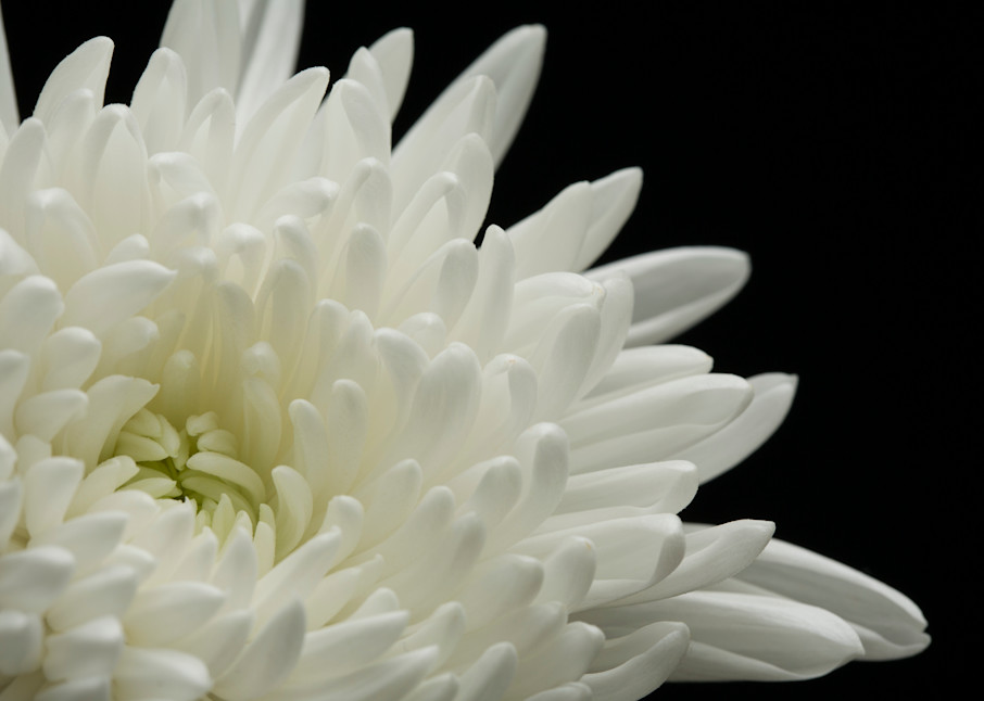 Beckoning (White Chrysanthemum)