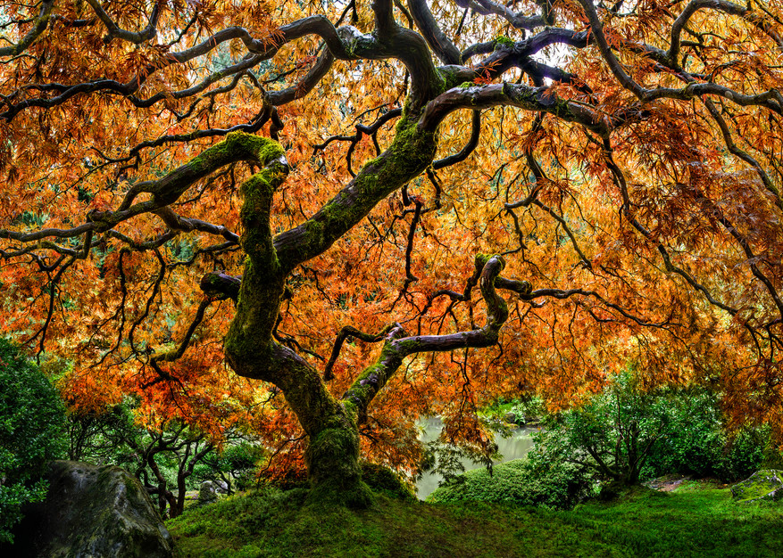 Tree of Zen in the Portland, OR Japanese Garden
