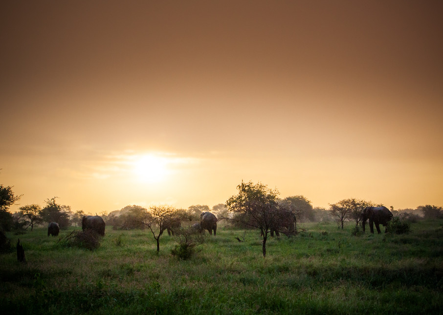 Africa, photography, Elephants, South Africa, African Wildlife, Kruger National Park
