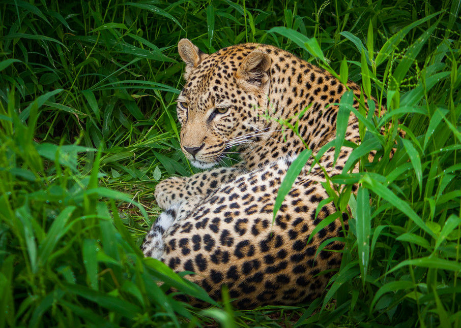 Africa, photography, leopard, South Africa, African Wildlife, 