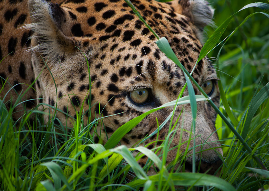 Africa, photography, leopard, South Africa, African Wildlife