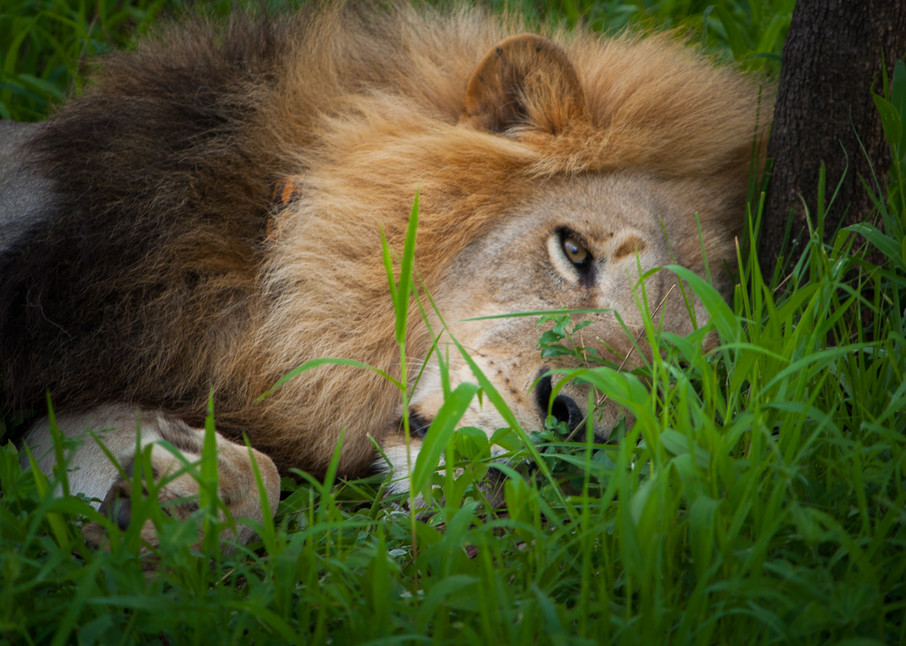  photography, lion, South Africa, African Wildlife, Kruger National Park