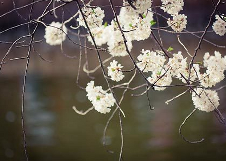 Blossoming Trees II