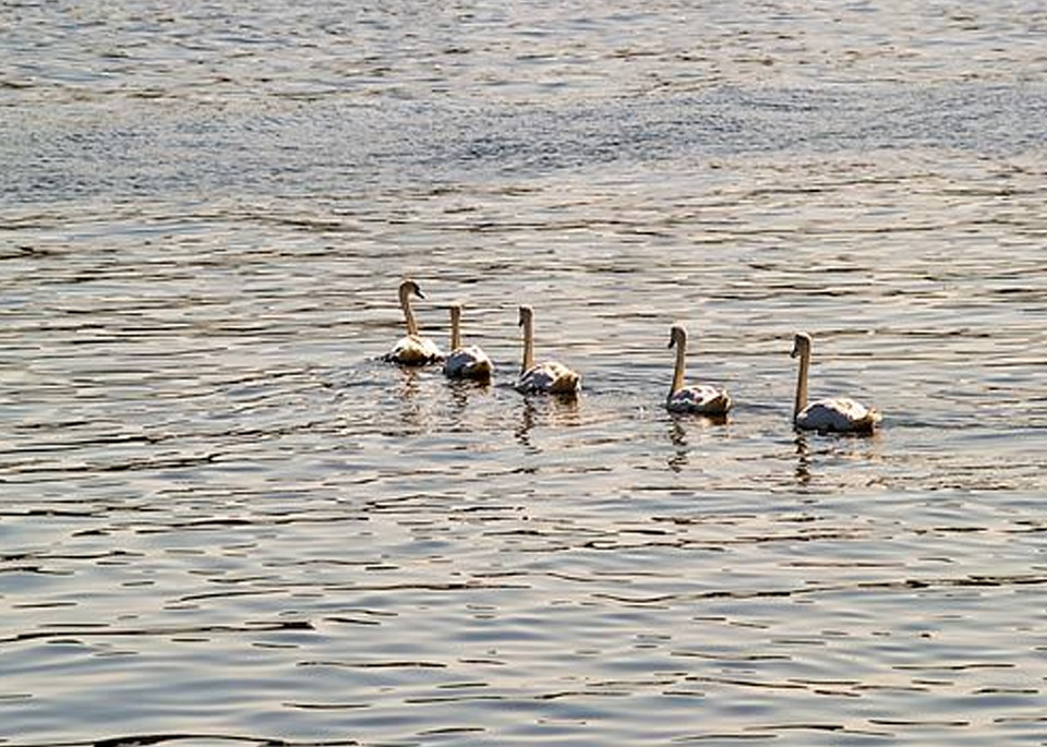 Swans (Sheepshead Bay)