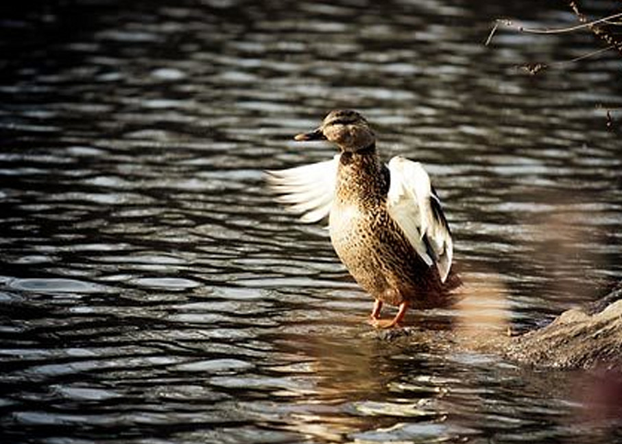 Duck on Water