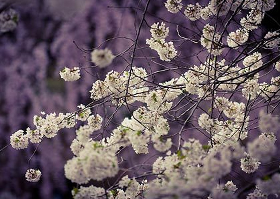 Blossoming Trees I