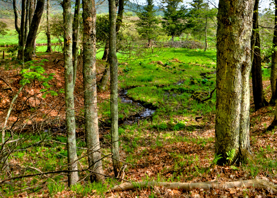 Fine Art Photograph of Canaan Valley Forest by Michael Pucciarelli