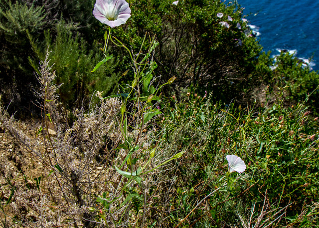 Morning Glory Flowers On Edge Of Cliff On Highway Photograph for Sale as Fine Art