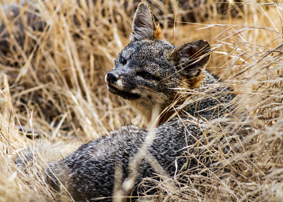 Santa Cruz Island Fox In Grass Photograph for Sale as Fine Art
