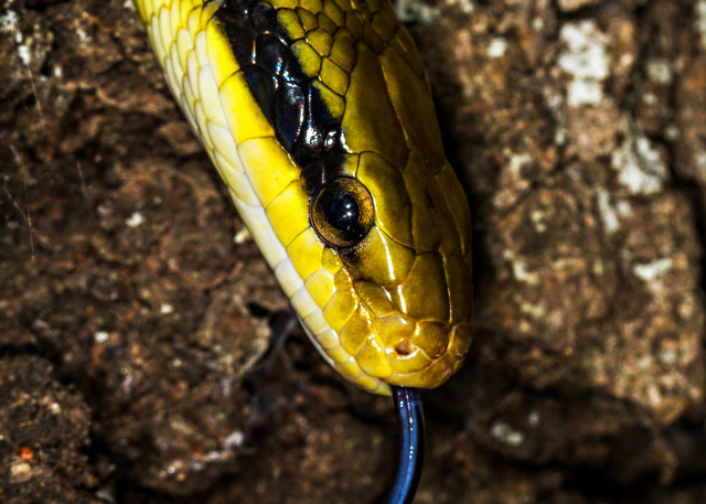 Taiwan Beauty Snake Photograph For Sale As Fine Art