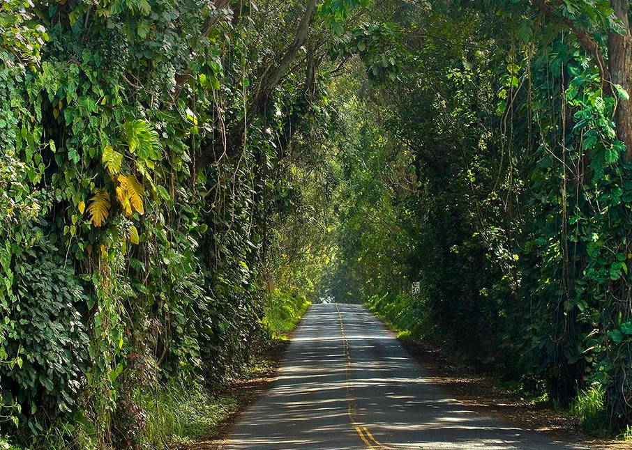 Tree Tunnel road to Koloa | Kauai fine art photography, Hawaii 