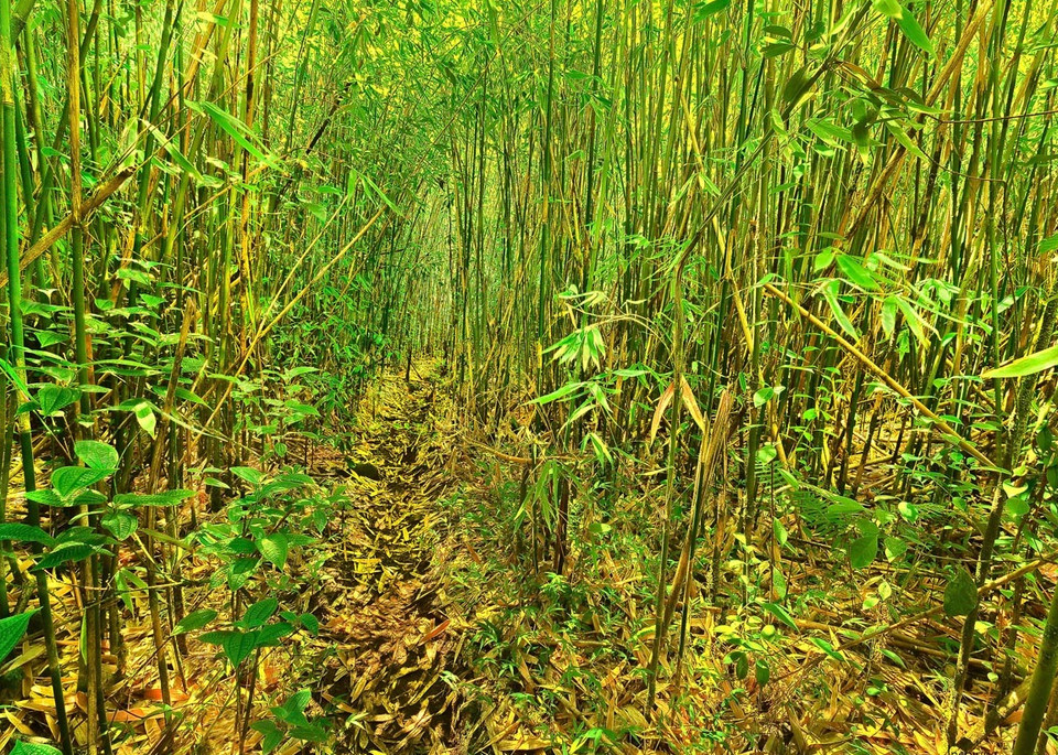 Bamboo Jungle Trail | Kauai Fine Art Photography, Hawaii