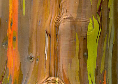 Rainbow Eucalyptus Knots | Kauai Fine Art Photography