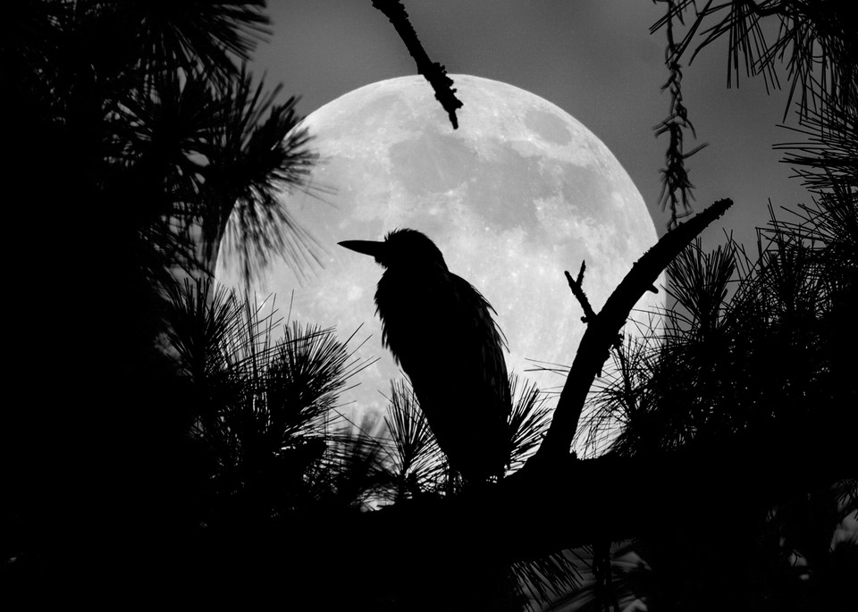 A Night Heron's Night Watch