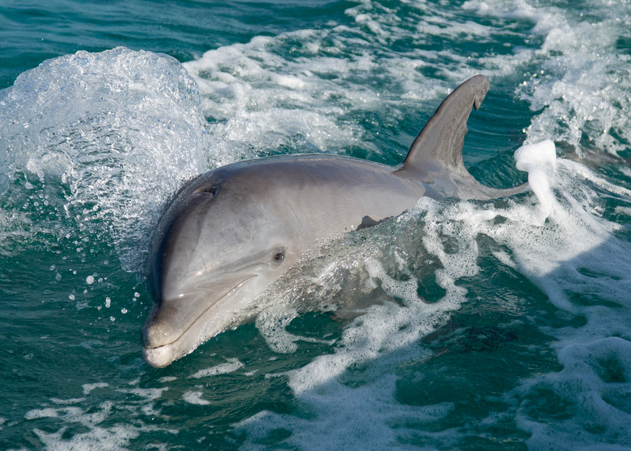 Grand Bahama Island, The Bahamas; a Common Bottlenose Dolphin (Tursiops truncatus) swimming at the water's surface next to the boat