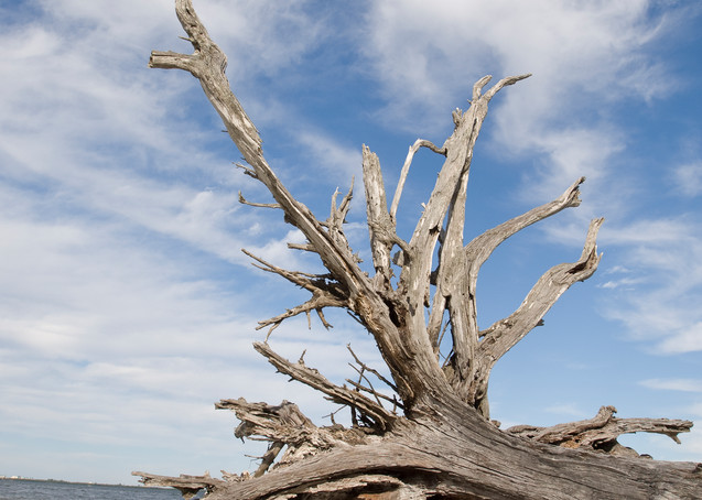 Sanibel Lighthouse Beach, Sanibel Island, Florida; fallen tree with exposed roots on the beach