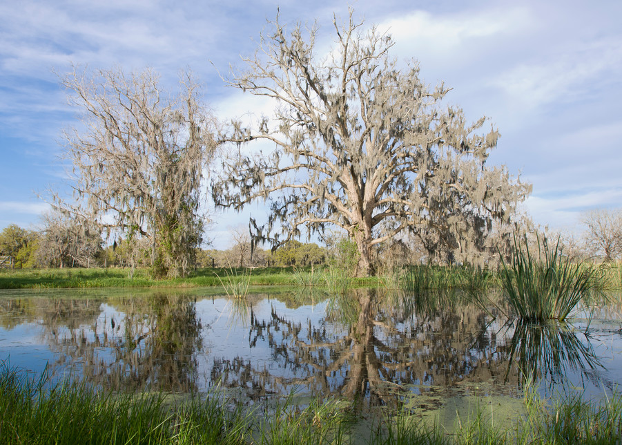 Columbia Ranch, Brazoria County, Damon, Texas; reflections in the slough behind the main house in the late afternoon