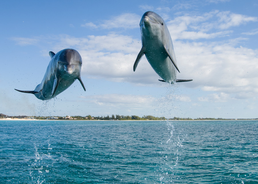 Grand Bahama Island, The Bahamas; two Common Bottlenose Dolphins (Tursiops truncatus) leaping out of the water in unison