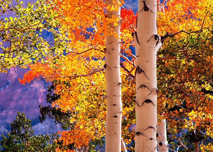Autumn Sentinels Art | Fine Art New Mexico