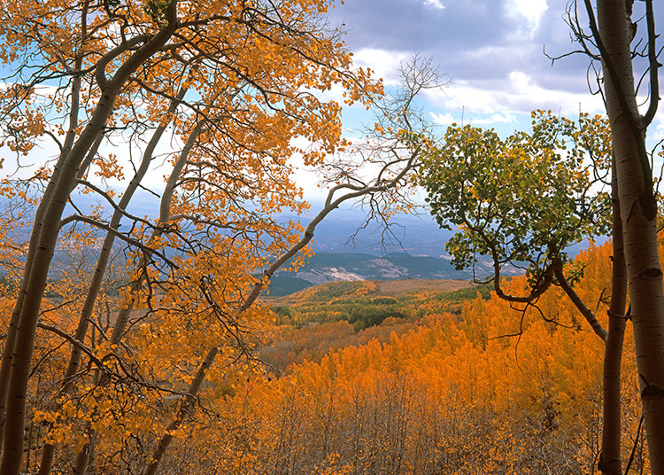 From The Aspens Art | Fine Art New Mexico