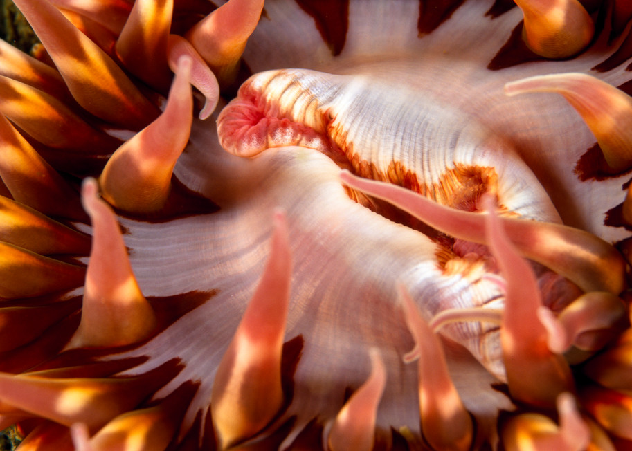 Santa Cruz Island, Channel Islands National Park and National Marine Sanctuary, California; a fire red anemone with orange bands and white around it's mouth