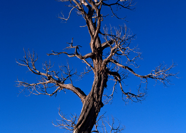 Monument Valley, Arizona; tree along Valley Drive, Navajo Tribal Nation