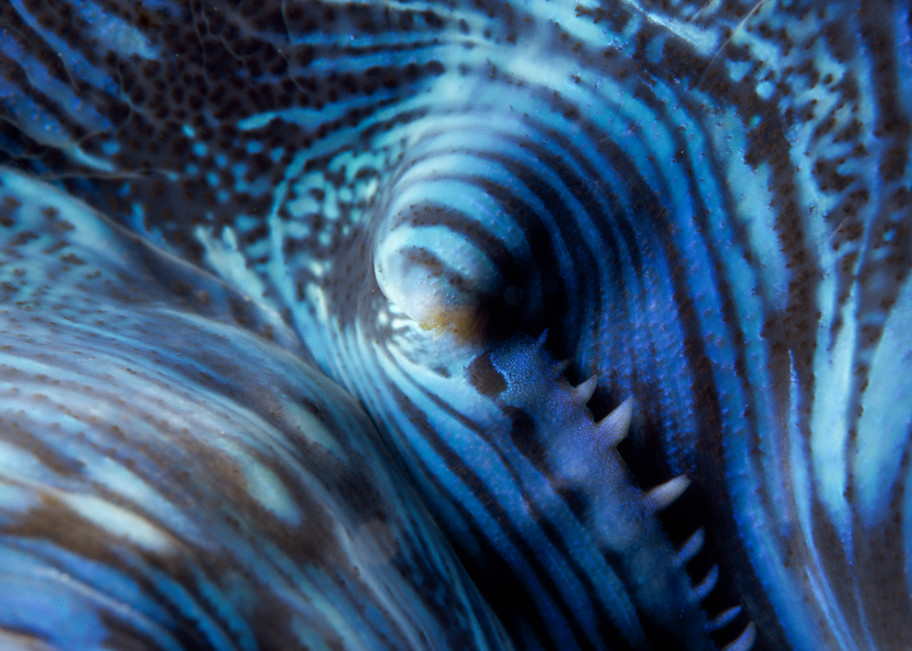 Giant clam (Tridacna squamosa)