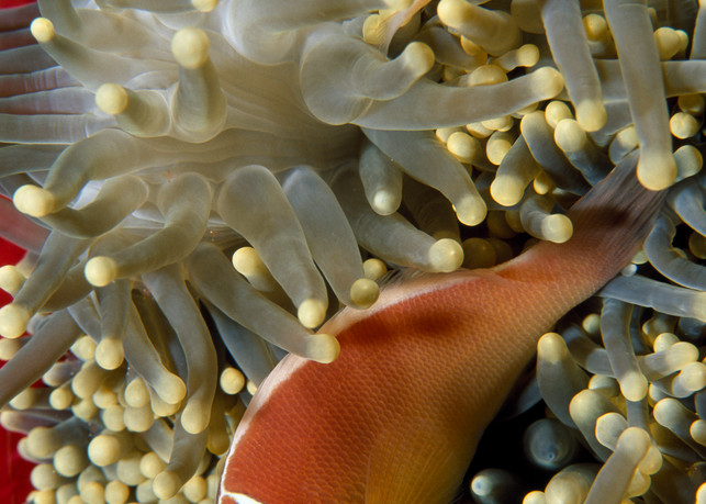 Pink Anemonefish (Amphiprion perideraion)