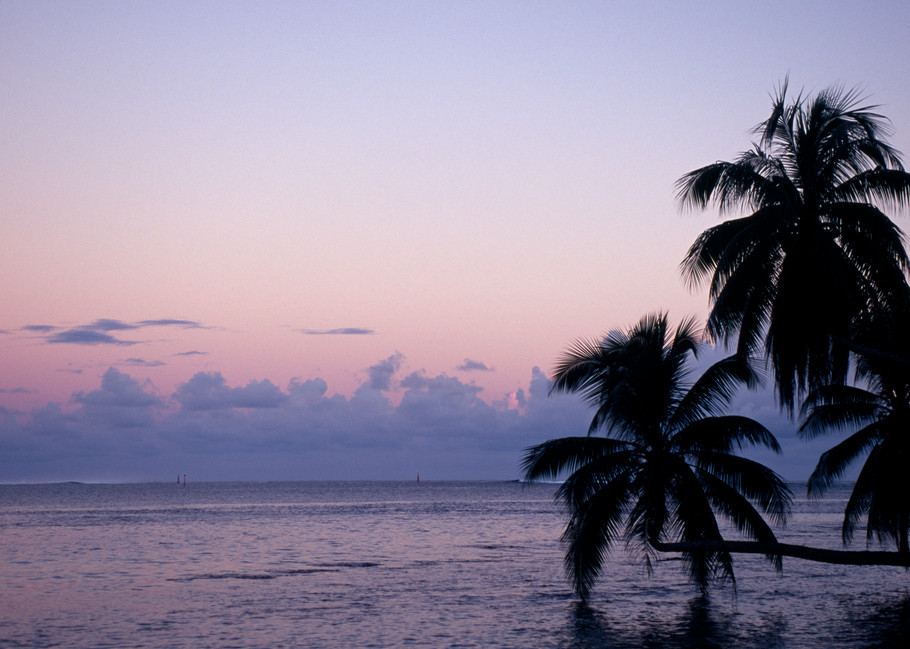 Opunohu Bay, Moorea, French Polynesia; sunrise views of Opunohu Bay with palm trees stretched out over the water
