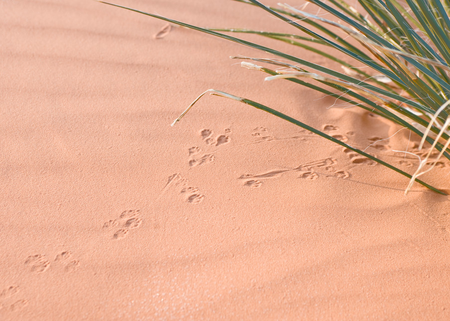 Ord's Kangaroo Rat Tracks, Coral Pink Sand Dunes State Park, Utah
