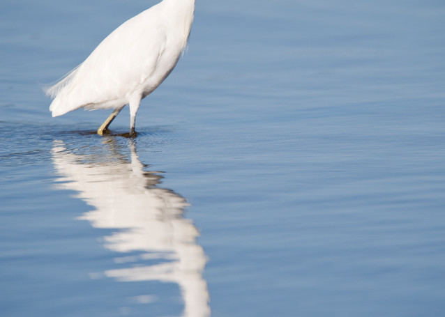 Snowy Egret, Sanibel Island, Florida