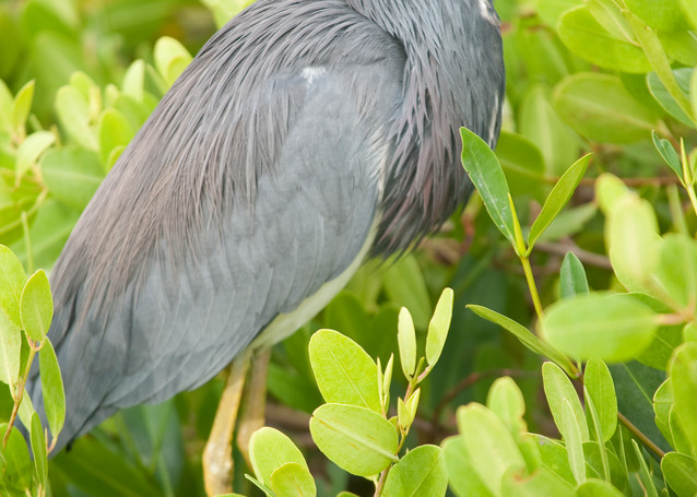Tricolored Heron, Sanibel Island, Florida