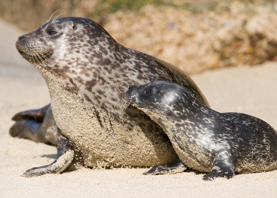 Harbor Seal & Pup Alert, La Jolla, California