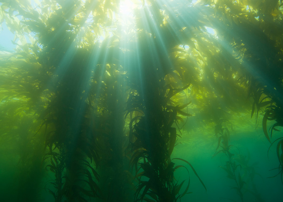 Giant Kelp Forest & Sun Rays, Catalina Island, California