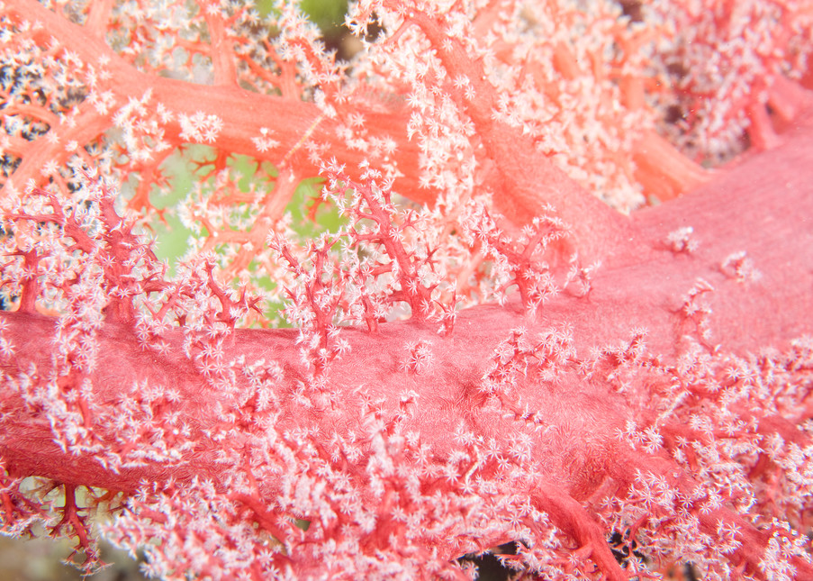 Soft Coral Detail, Taveuni, Fiji