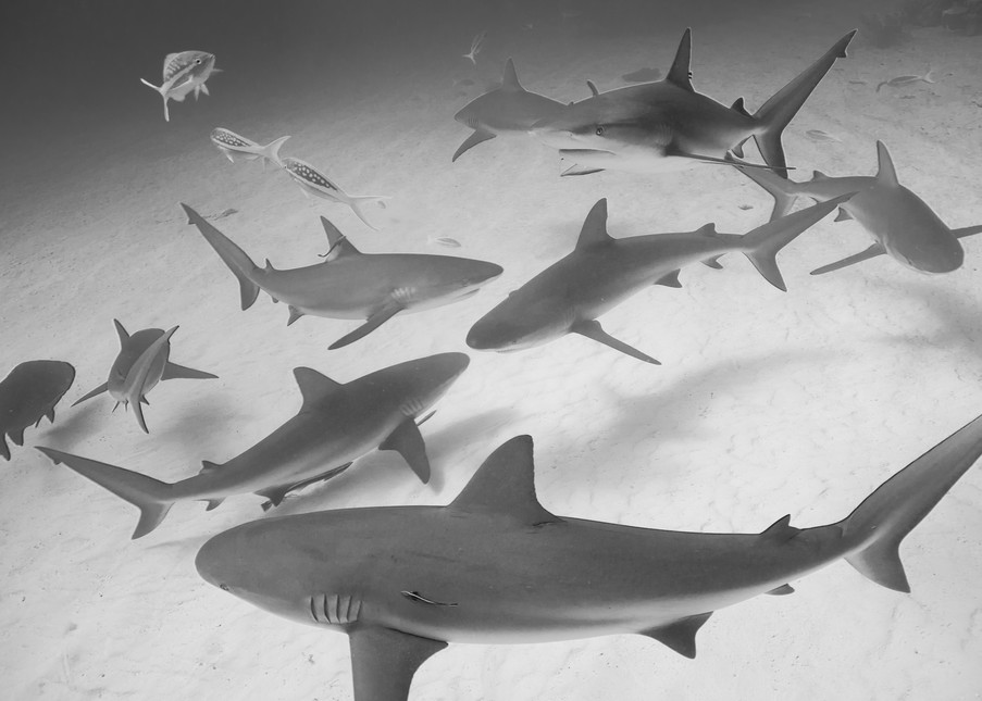 Caribbean Reef Sharks, Grand Bahama Island