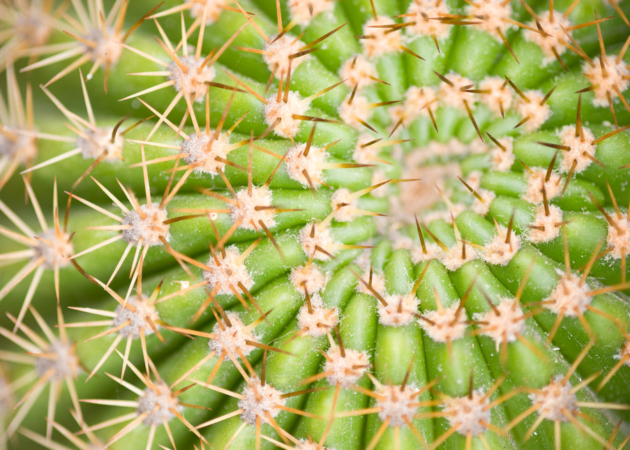 Barrel Cactus Spiral, La Jolla, California