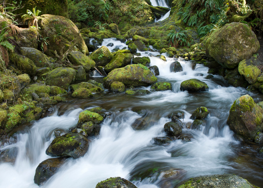 Bunch Creek, Quinault Rain Forest, Washington