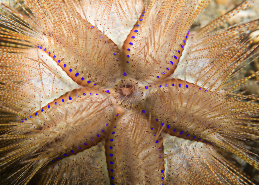 Spiny Sea Urchin, Anilao, Philippines