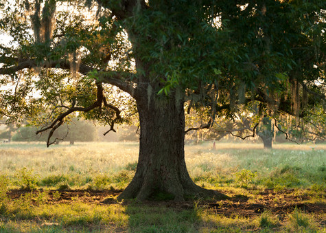 Live Oak Tree Backlit Pano, Damon, Texas