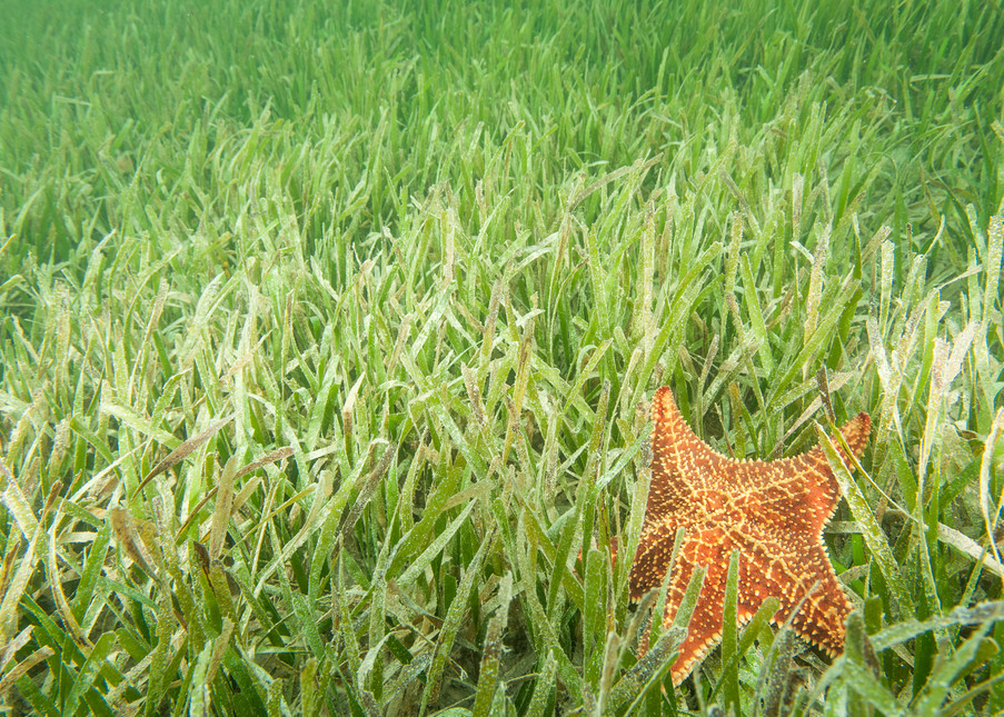Sea Grass & Red Cushion Sea Star, Gardens of the Queen, Cuba